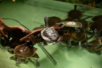 Fototapeta na wymiar turtles in the water, zoo