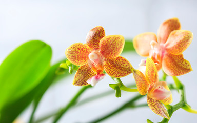 Phalaenopsis hybrid. Beautiful varietal rare orchid.