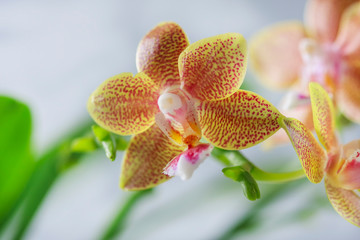 Phalaenopsis hybrid. Beautiful varietal rare orchid.