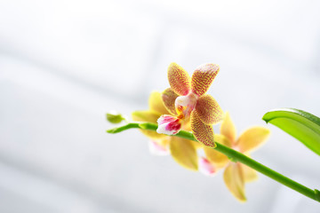 Fototapeta na wymiar Phalaenopsis hybrid. Beautiful varietal rare orchid.