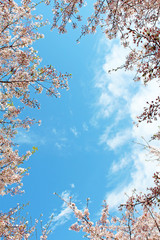 桜の花　ソメイヨシノ