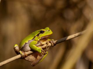 European tree frog (Hyla arborea) on stem with brown background, Czech Republic, Europe