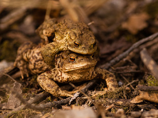 Mating common toads (Bufo bufo), Czech Republic