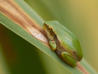 Very young european tree frog (Hyla arbore) on a leaf