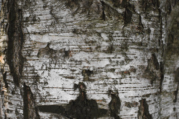 background of the tree