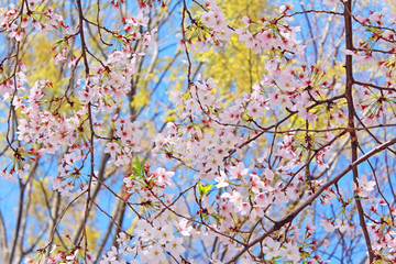 桜の花　ソメイヨシノ