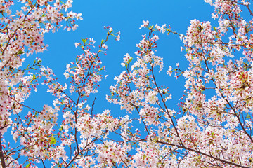 桜の花　ソメイヨシノ