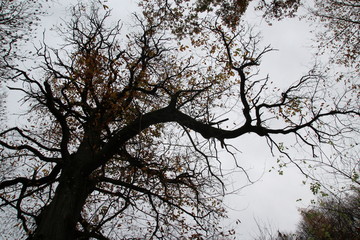Branches de châtaignier