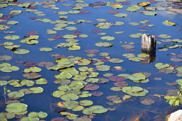 Lily Pads