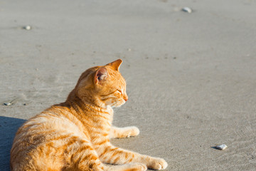 Cute red kitten on the sand of the beach at sunrise on the sea wave background.
