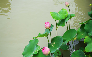 Beautiful lotus flower in blooming