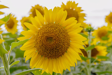Obraz premium Beautiful sunflowers in the field natural background, Sunflower blooming.