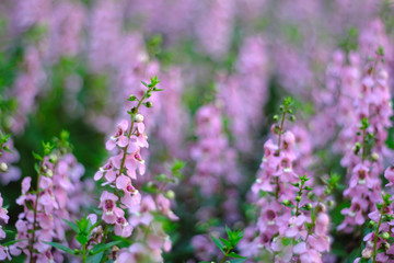 Obraz premium pink flowers in the flower garden.