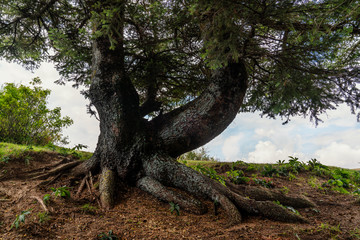 Tree trunk and its roots
