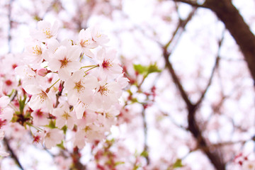 桜の花　ソメイヨシノ