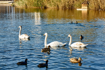 Three beautiful white swans. Ice and wild ducks swim on the surface of the water of a natural lake. Reed is reflected in the water of gold. Hot key. Krasnodar region