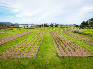 Organic vegetable garden in Santa Catarina, Brazil