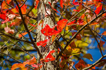 Spectacular Fall Colors