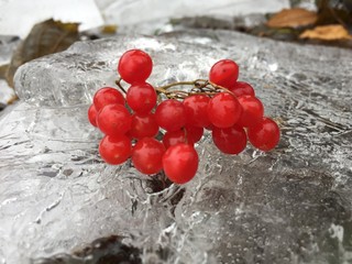 Rowanberry