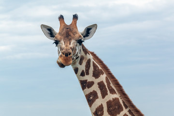 giraffe side-mouth