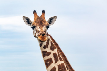closeup giraffe