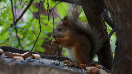 squirrel on tree