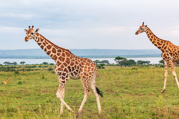 giraffe in africa