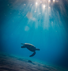 Swimming with Turtles  at Westpunt on the Island of Curacao in the Caribbean