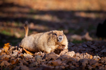 The bobak or steppe marmot in autumn park