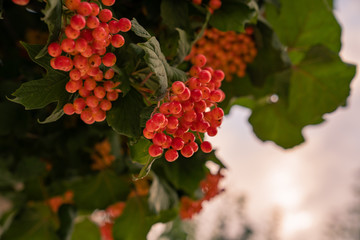 Some ripe viburnum opulus on branch against the leaves. gilaboru