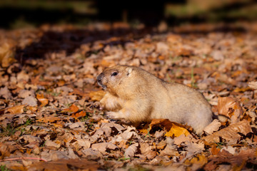 The bobak or steppe marmot in autumn park