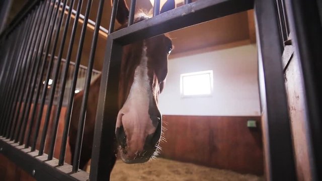 Close up funny brown horse pushes a muzzle in a stables cage competition nature ride stallion water cowboy rider cute active dirt dusty light fast feet field ground hoof muscle strong herd mammal