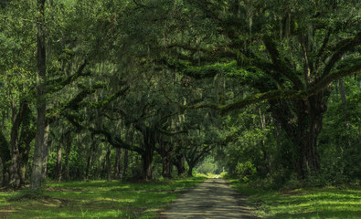 Neiuport Plantation Road, Georgia, USA - July 24, 2018: Long road lined with ancient live oak trees...