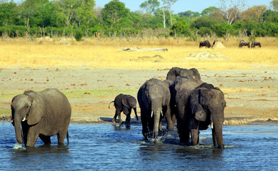 Elephants wading in a small waterhole with wildebeest in the distance grazing on the plains in Hwange National Park, Zimbabwe