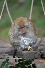 Plastic bags is danger for animal
