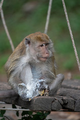 Plastic bags is danger for animal