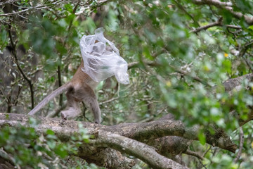 Monkey is trapped in a plastic bag.