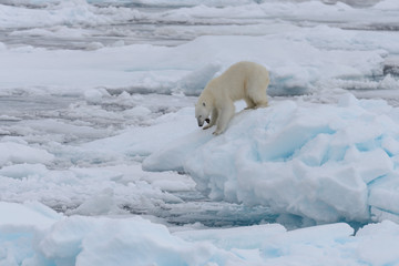 Wild polar bear on pack ice in Arctic sea