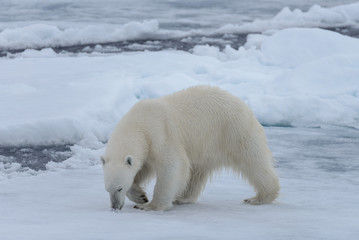 Plakat Wild polar bear on pack ice in Arctic sea close up