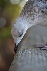 Möwen Portrait