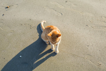 Minimal style of funny red kitten with big shadow on the sand on the beach at sunset. Top view