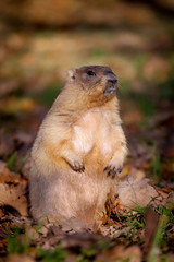The bobak or steppe marmot in autumn park
