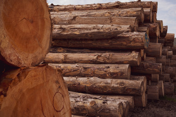 Forest pine trees log trunks