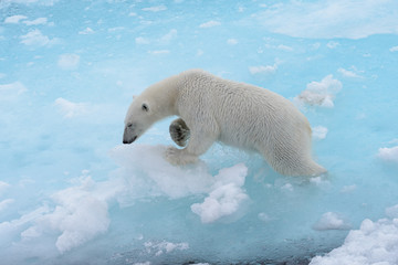 Wild polar bear going in water on pack ice in Arctic sea