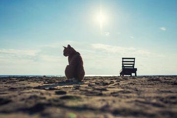 Silhouette of big red cat on the sand on the beach on the sea and small sunbed background