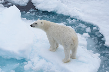 Wild polar bear on pack ice in Arctic sea from top, aerial view © Alexey Seafarer