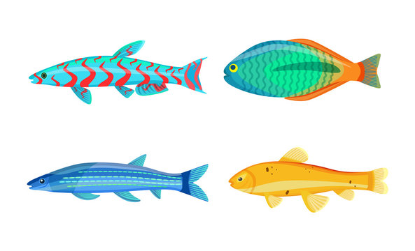 Mackerel Blue Fish Zebra Mbuna Vector Illustration