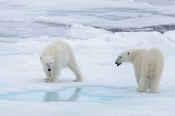 Naklejka na ściany i meble Two young wild polar bears playing on pack ice in Arctic sea