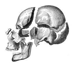 Vintage illustration of anatomy, skull with jaw and teeth, bone decomposition view - obrazy, fototapety, plakaty