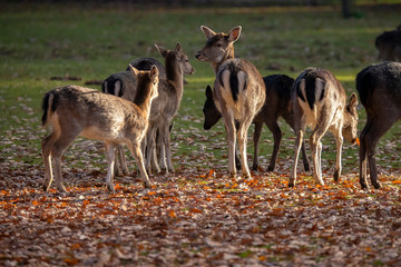 Fallow Deer, Dama dama